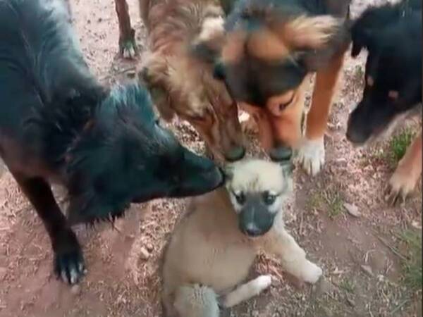飼い主に捨てられた子犬 動物保護施設で先住犬たちに取り囲まれて 21年7月25日 エキサイトニュース