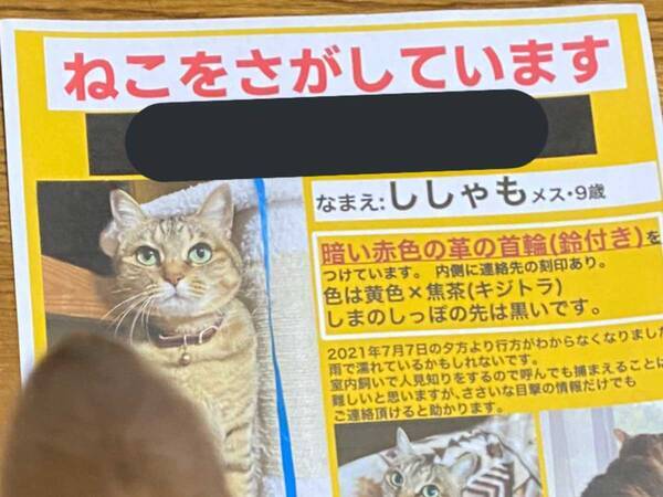 猫が脱走し 飼い主が泣きながら捜索ポスターを作ると まさかの展開に 今年一番泣いて笑った 21年7月28日 エキサイトニュース