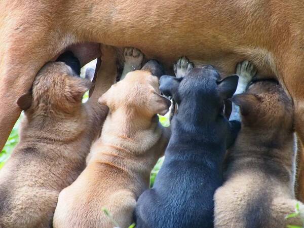 飼い主も大笑い 子犬たちが吸い付いているのは母犬ではなく 21年7月30日 エキサイトニュース 飼い主も大笑い 子犬たちが吸い付いているのは母犬ではなく 21年7月30日 エキサイトニュース