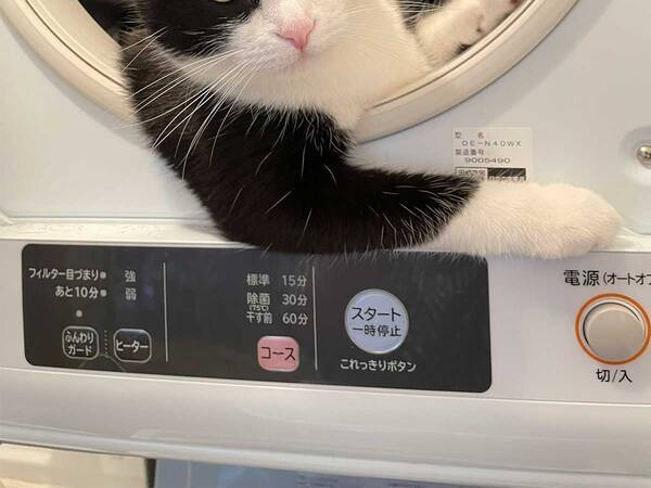 乾燥器にいた猫の姿が イケメンすぎてじわじわくる 21年7月30日 エキサイトニュース