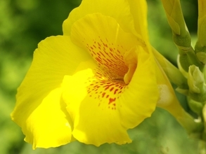 強い夏の日差しの下で、逞しく咲く『カンナ』の花　その驚くべき強靭さ