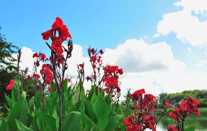 強い夏の日差しの下で 逞しく咲く カンナ の花 その驚くべき強靭さ 21年8月日 エキサイトニュース