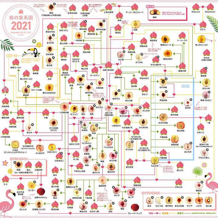 これを持って果物店に行きたい 膨大な桃の家系図に驚き 21年8月17日 エキサイトニュース