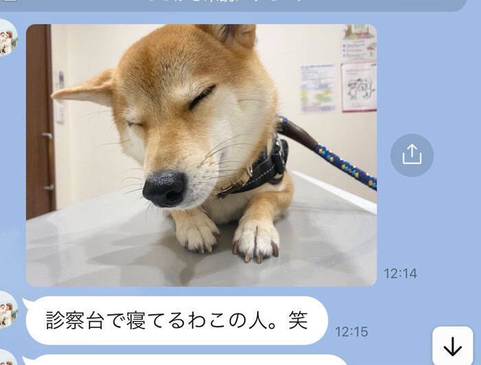 飼い主も脱力した 柴犬の姿 動物病院での様子を心配していたものの 21年8月18日 エキサイトニュース