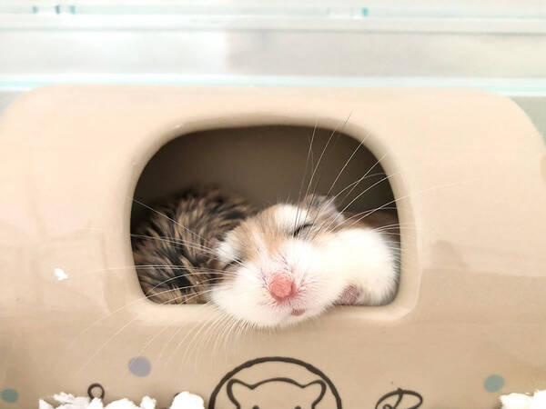 なでなでしたいけど我慢 可愛すぎる寝顔 21年8月22日 エキサイトニュース