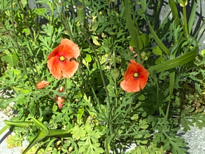 道端に咲くオレンジ色の花、素手で触らないで！　身近な植物に潜むリスクや駆除方法【専門家に聞く】