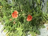 「道端に咲くオレンジ色の花、素手で触らないで！　身近な植物に潜むリスクや駆除方法【専門家に聞く】」の画像2