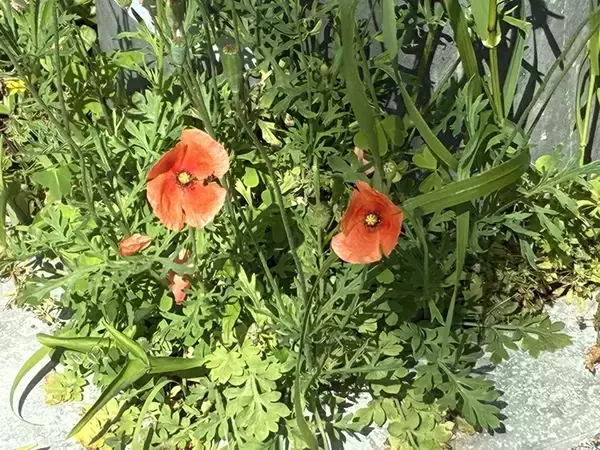 「道端に咲くオレンジ色の花、素手で触らないで！　身近な植物に潜むリスクや駆除方法【専門家に聞く】」の画像
