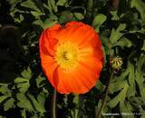 「道端に咲くオレンジ色の花、素手で触らないで！　身近な植物に潜むリスクや駆除方法【専門家に聞く】」の画像3