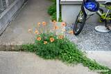 「道端に咲くオレンジ色の花、素手で触らないで！　身近な植物に潜むリスクや駆除方法【専門家に聞く】」の画像4