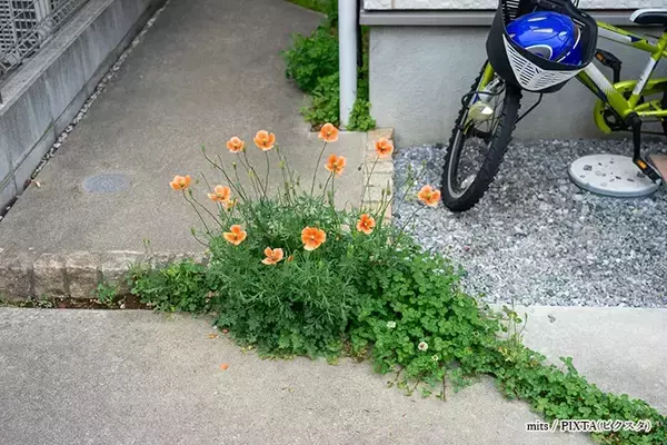 「道端に咲くオレンジ色の花、素手で触らないで！　身近な植物に潜むリスクや駆除方法【専門家に聞く】」の画像