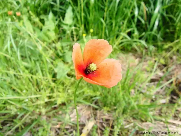 「道端に咲くオレンジ色の花、素手で触らないで！　身近な植物に潜むリスクや駆除方法【専門家に聞く】」の画像