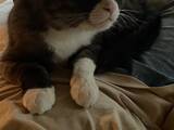「甘え方が下手な愛猫　ほかの愛猫と暮らし始めると…漫画で描く『緊張しながら甘える猫』にキュン！」の画像1