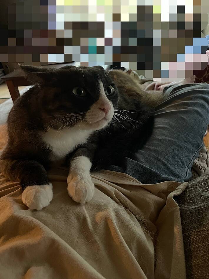甘え方が下手な愛猫　ほかの愛猫と暮らし始めると…漫画で描く『緊張しながら甘える猫』にキュン！
