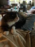「甘え方が下手な愛猫　ほかの愛猫と暮らし始めると…漫画で描く『緊張しながら甘える猫』にキュン！」の画像5