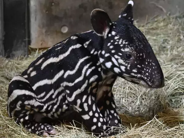 動物園「赤ちゃんが生まれました」　飼育員の喜びが伝わる『ド直球』な貼り紙が…