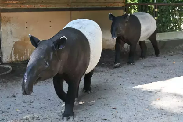 「動物園「赤ちゃんが生まれました」　飼育員の喜びが伝わる『ド直球』な貼り紙が…」の画像