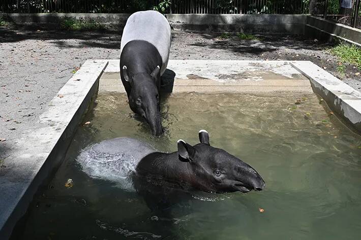 動物園「赤ちゃんが生まれました」　飼育員の喜びが伝わる『ド直球』な貼り紙が…