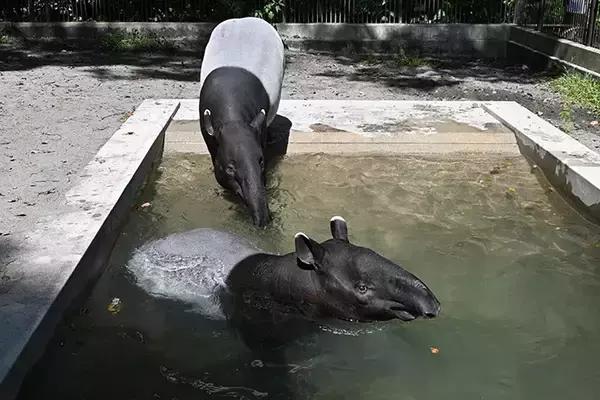 「動物園「赤ちゃんが生まれました」　飼育員の喜びが伝わる『ド直球』な貼り紙が…」の画像