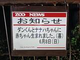 「動物園「赤ちゃんが生まれました」　飼育員の喜びが伝わる『ド直球』な貼り紙が…」の画像4