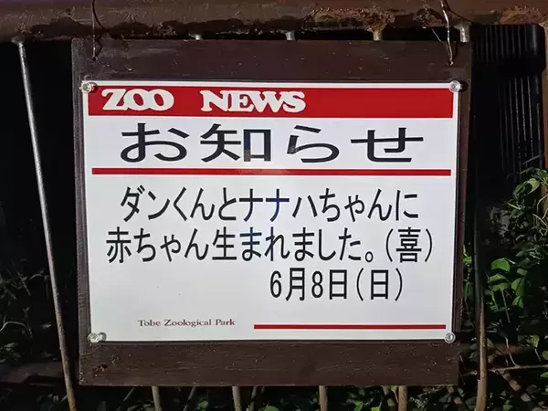 「動物園「赤ちゃんが生まれました」　飼育員の喜びが伝わる『ド直球』な貼り紙が…」の画像