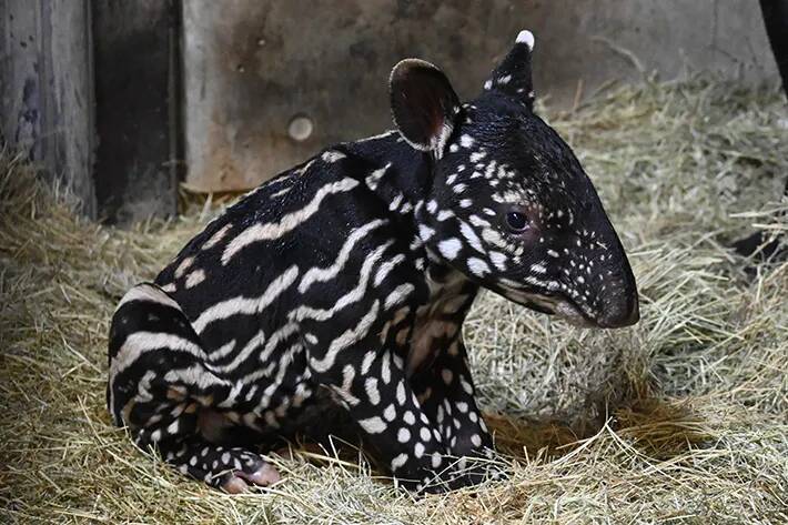 動物園「赤ちゃんが生まれました」　飼育員の喜びが伝わる『ド直球』な貼り紙が…
