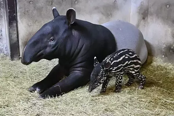 「動物園「赤ちゃんが生まれました」　飼育員の喜びが伝わる『ド直球』な貼り紙が…」の画像
