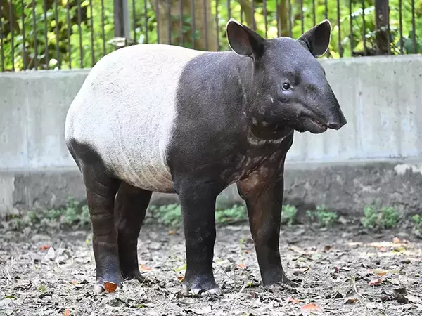 「動物園「赤ちゃんが生まれました」　飼育員の喜びが伝わる『ド直球』な貼り紙が…」の画像