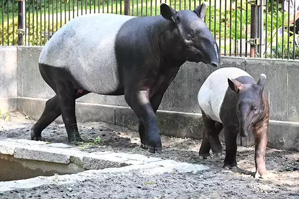 「動物園「赤ちゃんが生まれました」　飼育員の喜びが伝わる『ド直球』な貼り紙が…」の画像
