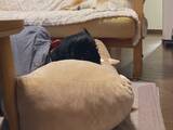 「ゴールデンウィーク中の１枚に「これでいい」「うちも同じ」　ソファに寝ていたのは？」の画像1