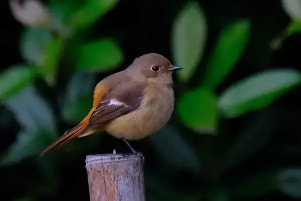 「写真家に人気の『ジョビ子』　冬鳥の姿に「おしゃれでかわいい」」の画像