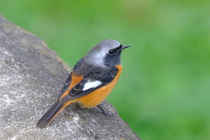 写真家に人気の『ジョビ子』　冬鳥の姿に「おしゃれでかわいい」