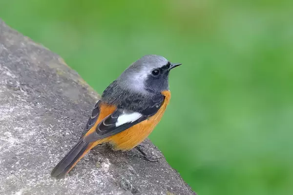 「写真家に人気の『ジョビ子』　冬鳥の姿に「おしゃれでかわいい」」の画像