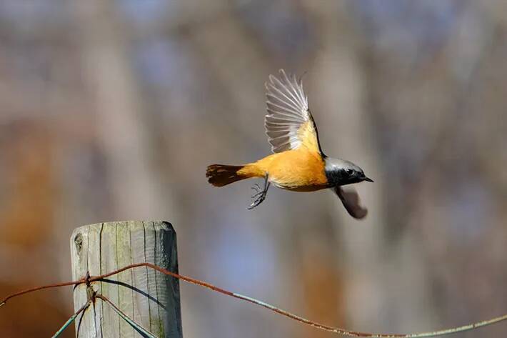 写真家に人気の『ジョビ子』　冬鳥の姿に「おしゃれでかわいい」