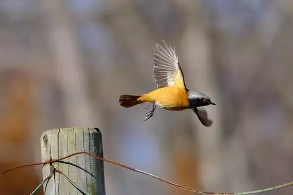 「写真家に人気の『ジョビ子』　冬鳥の姿に「おしゃれでかわいい」」の画像