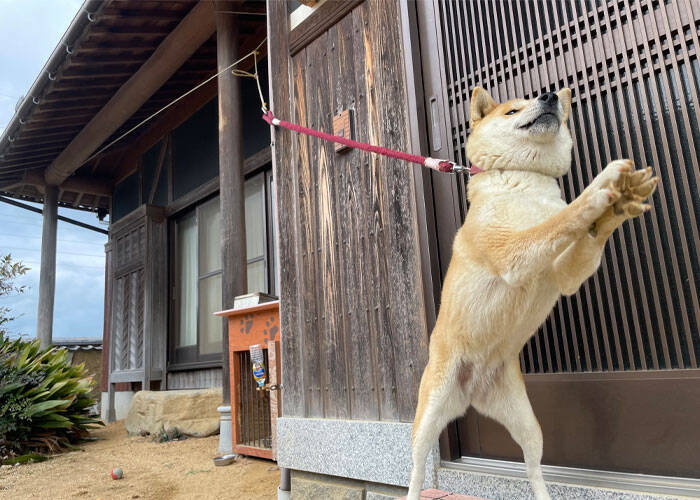 玄関に入ってきた犬の姿に 笑った ノリノリすぎる 22年1月24日 エキサイトニュース