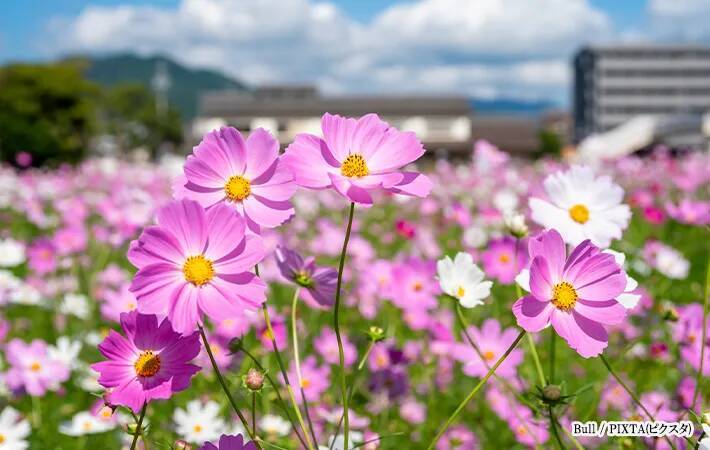 『ガーベラ』、漢字で書くと…？　分かったらすごい『難読漢字3選』