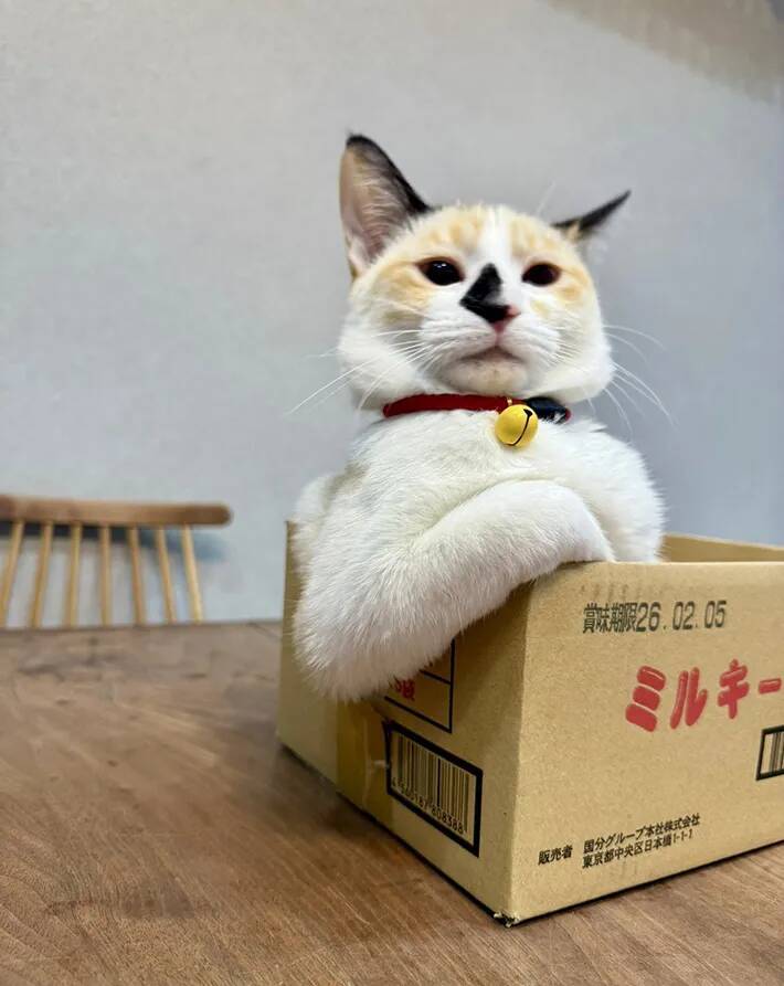 生後5か月の子猫、ダンボールに入ると…　貫禄がありすぎる姿に「笑った」「大物になる予感」
