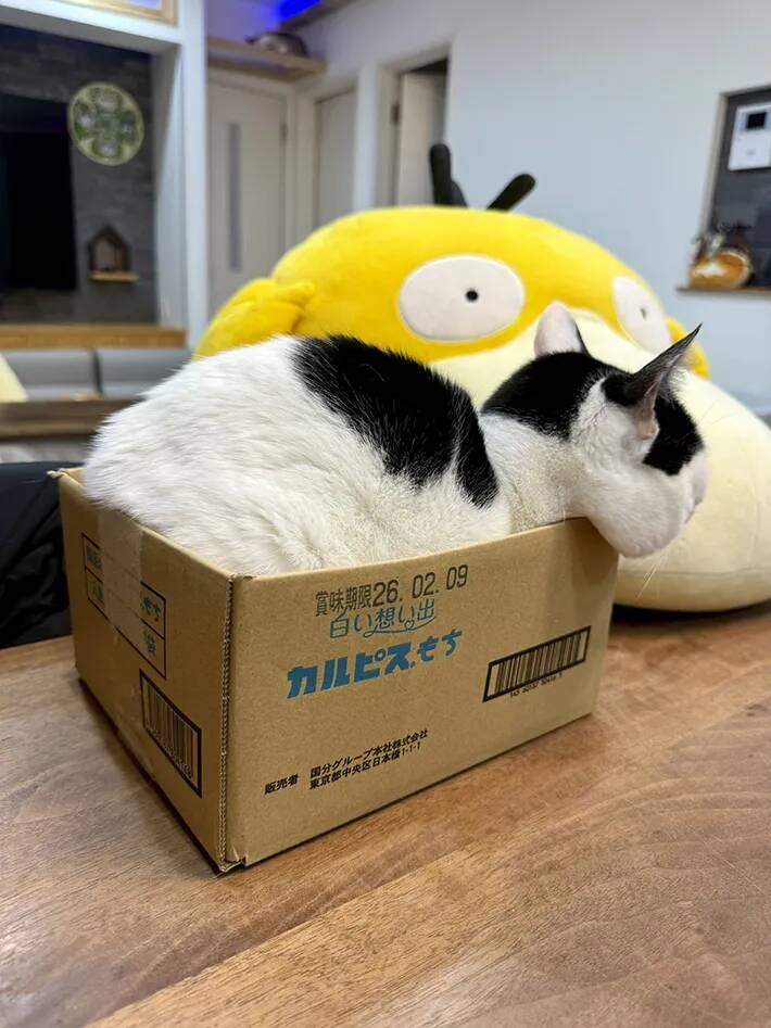 生後5か月の子猫、ダンボールに入ると…　貫禄がありすぎる姿に「笑った」「大物になる予感」