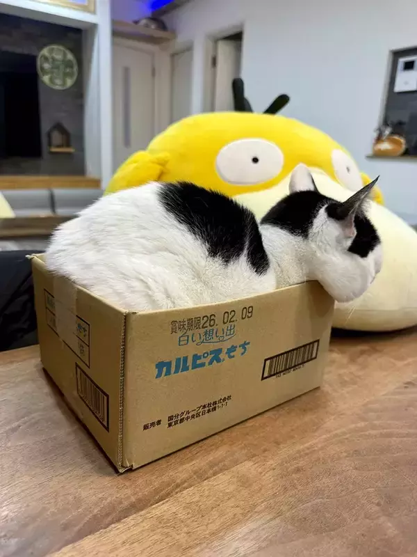 「生後5か月の子猫、ダンボールに入ると…　貫禄がありすぎる姿に「笑った」「大物になる予感」」の画像