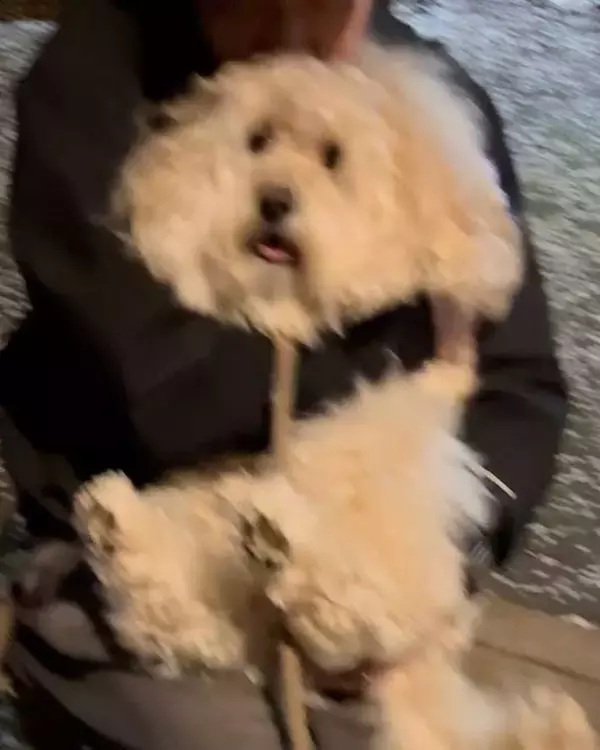 「「この対比、好きすぎる」「なんでやねん」　愛犬の表情の違いに爆笑！」の画像