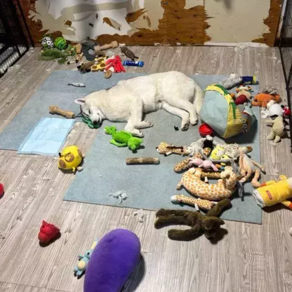 「オモチャが散乱する部屋　現場にいた『犯人』の姿に「思わず笑った」「現行犯すぎる」」の画像