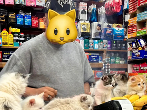 深夜2時のコンビニで見た光景に二度見　子猫がずらり並ぶ姿に「天国すぎる」
