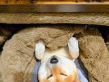 「「人より先に犬がダメになった」　コタツに秒で魅了された柴犬の表情が…？」の画像1
