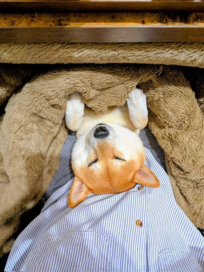 「人より先に犬がダメになった」　コタツに秒で魅了された柴犬の表情が…？