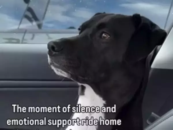 お母さんが2人？　子供を学校に送った後の車内で、愛犬が見せた驚きの『行動』に「笑った」「疲れ切ってる」