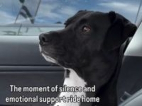 お母さんが2人？　子供を学校に送った後の車内で、愛犬が見せた驚きの『行動』に「笑った」「疲れ切ってる」