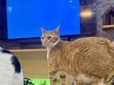 「通りかかった猫の足元を見ると？　「絶望するやつ」「子供の頃によくやられた」」の画像1