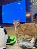 「通りかかった猫の足元を見ると？　「絶望するやつ」「子供の頃によくやられた」」の画像2
