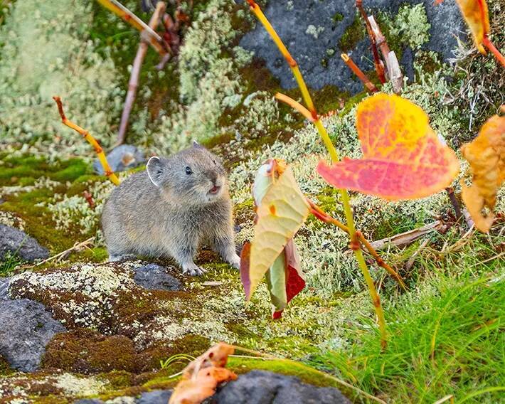紅葉を眺める姿に胸キュン！　北海道の山で撮られた『エゾナキウサギ』が話題